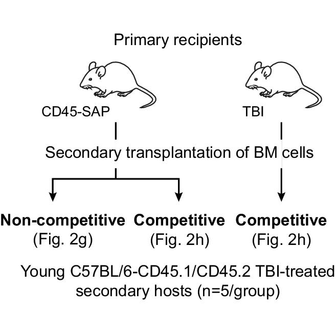Open access visualization of Workflow, Illustration, Experimental Design, Bone Marrow Cells, Primary Recipients