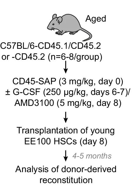Open access visualization of Workflow, Experimental Design, Mice, CD45-SAP, G-CSF/AMD3100