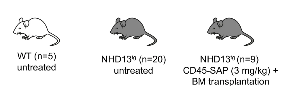 Open access visualization of Illustration, NHD13 Transgenic Mice, CD45-SAP Treatment, Bone Marrow Transplantation, Donor-Derived Chimerism