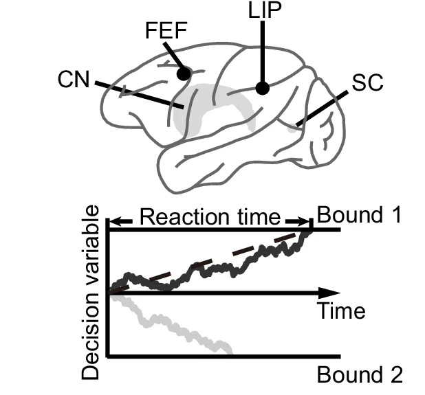 Open access visualization of Line Plot, Illustration, Brain Regions, Evidence-Accumulation, Perceptual Decision-Making