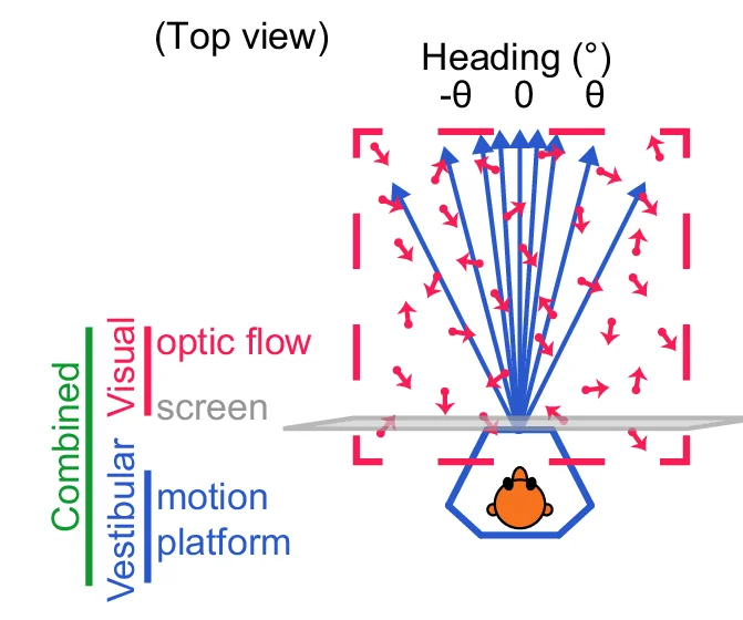 Open access visualization of Illustration, Workflow, Psychometric Curves, Vestibular, Visual