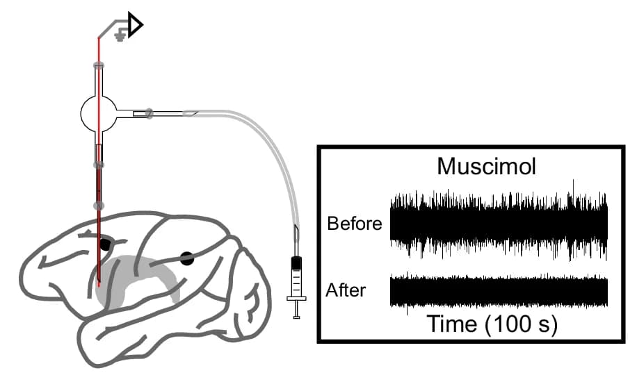 Open access visualization of Workflow, Line Plot, Chemical Injection, Targeted Areas, Neural Activity