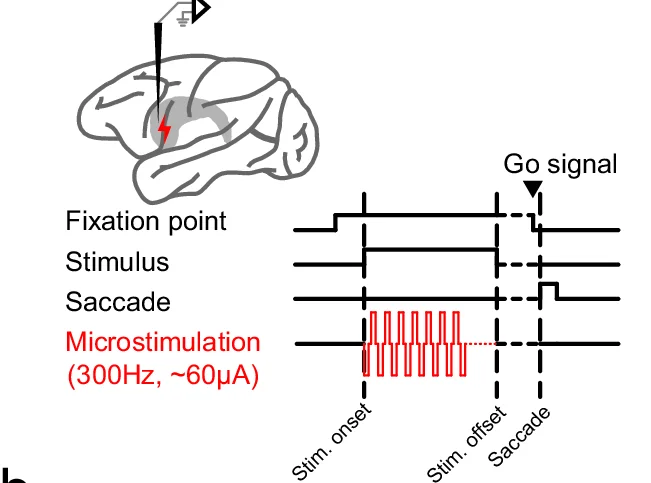Open access visualization of Workflow, Illustration, Microstimulation, Cerebellar Nucleus, Stimulus Presentation