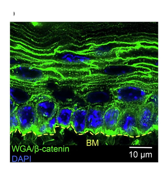 Open access visualization of Microscopy, Wheat Germ Agglutinin, Beta-catenin, DAPI, Mouse Tongue