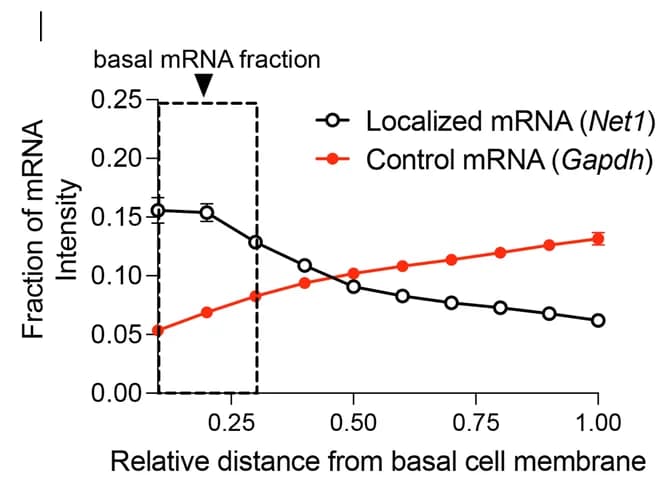 Open access visualization of Line Plot, Error Bars, Net1 mRNA, Gapdh mRNA, Fluorescent Intensity
