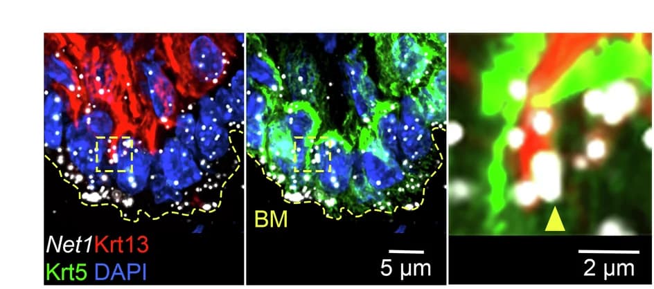 Open access visualization of Microscopy, Basal Cells, Krt5+ Cells, Spinous Cells, Krt13+ Cells