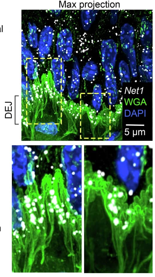 Open access visualization of Microscopy, Net1, WGA, Mouse Tongue, Basal Keratinocyte