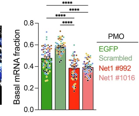 Open access visualization of Bar Plot, Error Bars, Basal Net1 mRNA Fraction, BM-attached Keratinocyte Cell Layer, PMO-treated Tissues