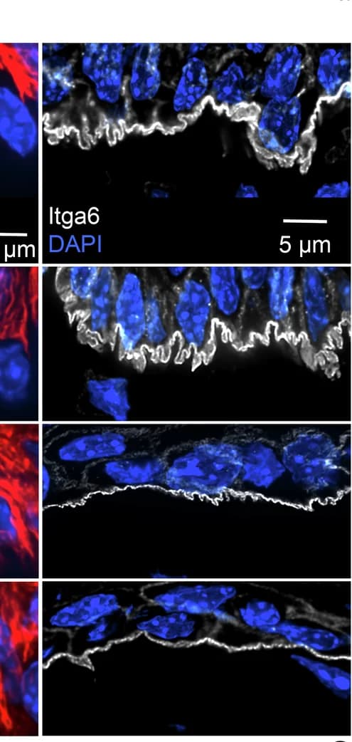 Open access visualization of Microscopy, DEJ, Itga6, PMO-treated Mouse Tongues