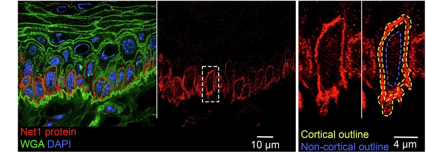 Open access visualization of Microscopy, Net1 Protein, WGA, Mouse Tongue, Keratinocytes