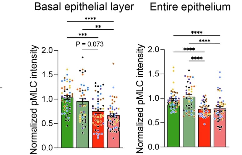 Open access visualization of Bar Plot, Error Bars, Scatter Plot, pMLC2, Fluorescent Intensity
