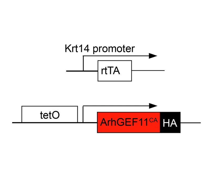 Open access visualization of Illustration, Workflow, ArhGEF11 CA-HA, Tetracycline-inducible promoter, Reverse tetracycline-controlled transactivator