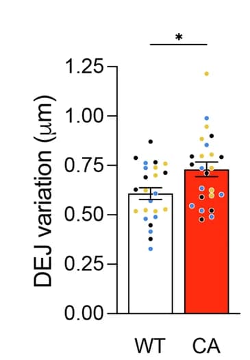 Open access visualization of Bar Plot, Error Bars, Scatter Plot, DEJ Variation, Knock-in Mice