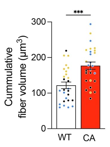 Open access visualization of Bar Plot, Error Bars, Scatter Plot, Fbn2 Volume, DEJ