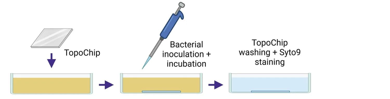 Open access visualization of Workflow, Flowchart, Illustration, Bacterial Attachment Assay, Procedure
