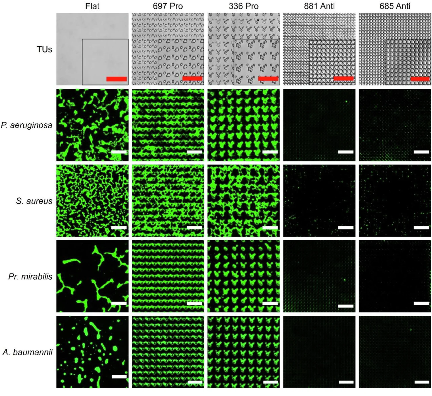 Open access visualization of Microscopy, P. aeruginosa, S. aureus, Pr. mirabilis, A. baumannii