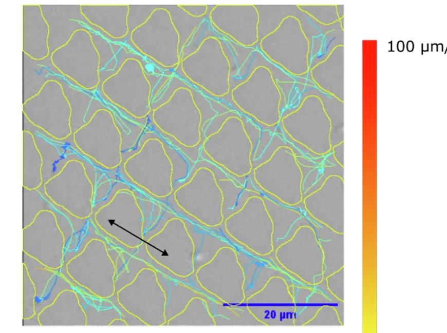 Open access visualization of Microscopy, Cell Tracks, TopoUnit 881, Topographical Features, Track Speed