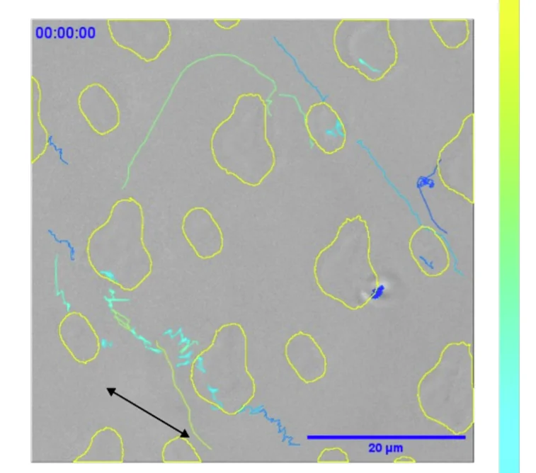 Open access visualization of Microscopy, Cell Tracks, TopoUnit 697, Topographical Features, Track Speed