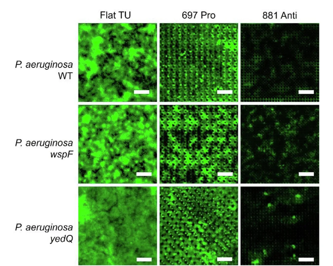 Open access visualization of Microscopy, Images, P. aeruginosa, Wildtype, wspF