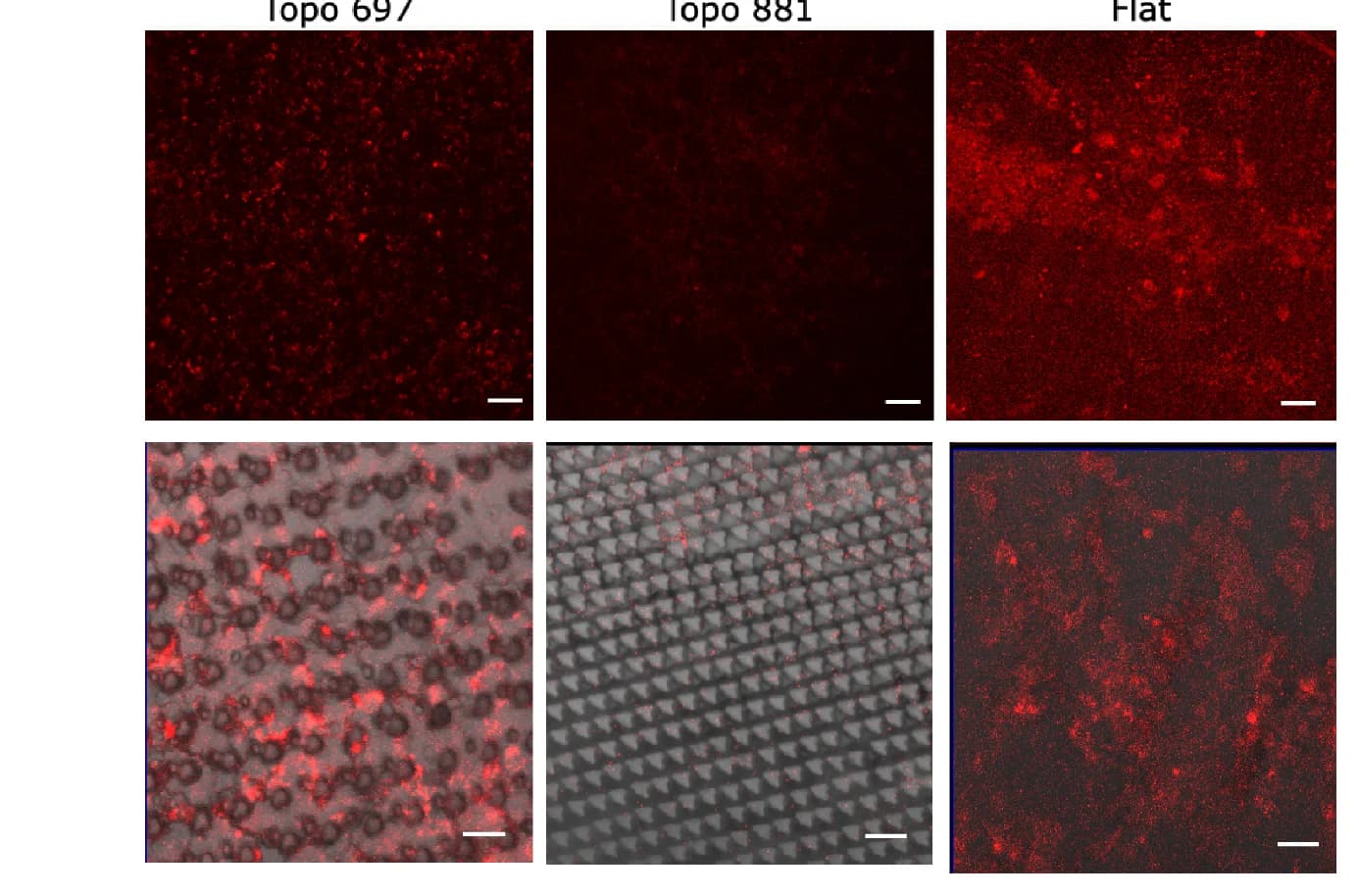 Open access visualization of Microscopy, P. Aeruginosa, Fluorescent Protein, Confocal Microscopy, Brightfield Images