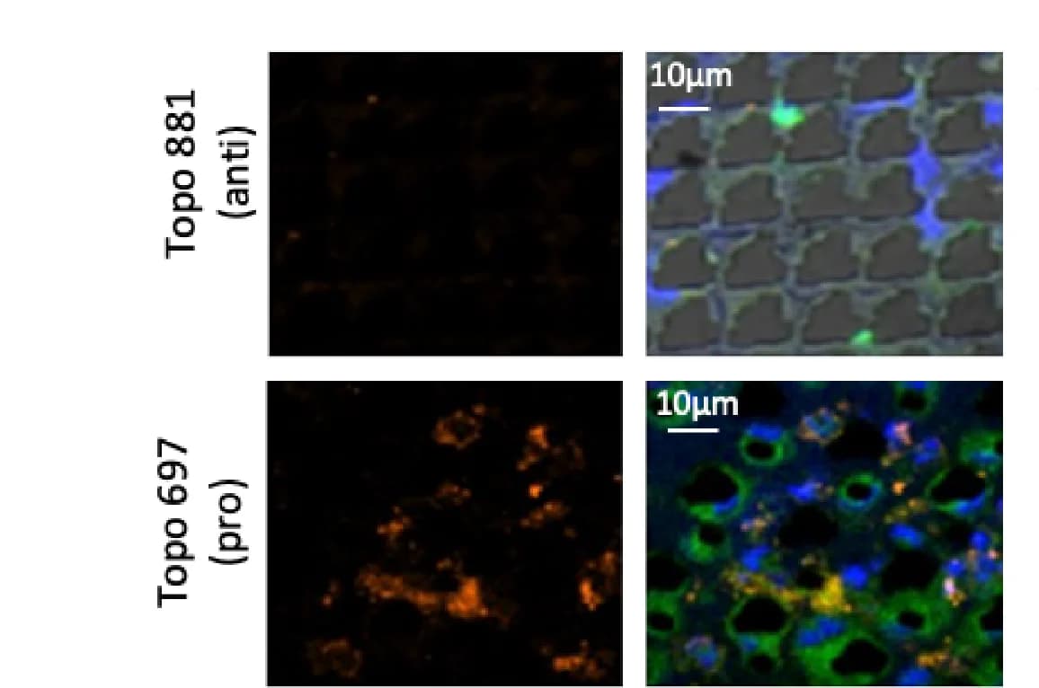 Open access visualization of Microscopy, TopoUnits, Bacteria, Host Cells, Immunohistochemistry