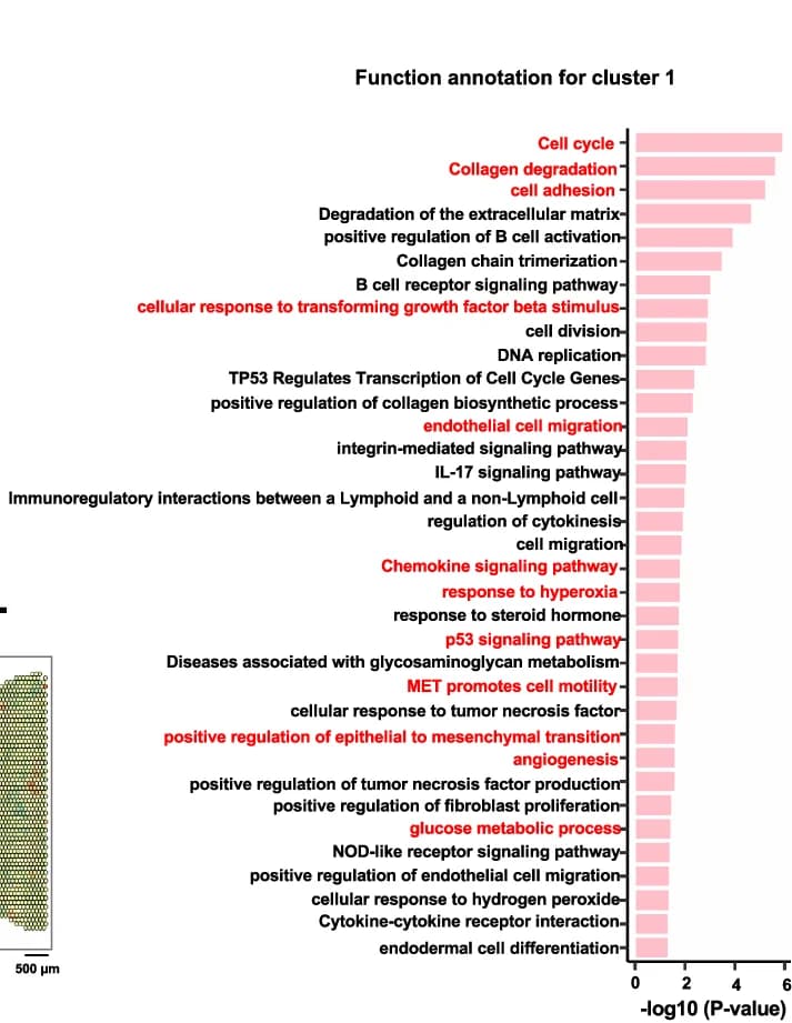 Open access visualization of Bar Plot, Functional Enrichment Analysis, Over-Expressed Genes, Fisher's Exact Test