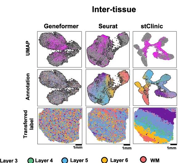 Open access visualization of UMAP, Scatter Plot, UMAP Visualization, Latent Features, Geneformer