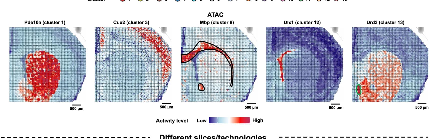 Open access visualization of Heatmap, Spatial ATAC, Marker Genes, Mouse Brain, Coronal Section
