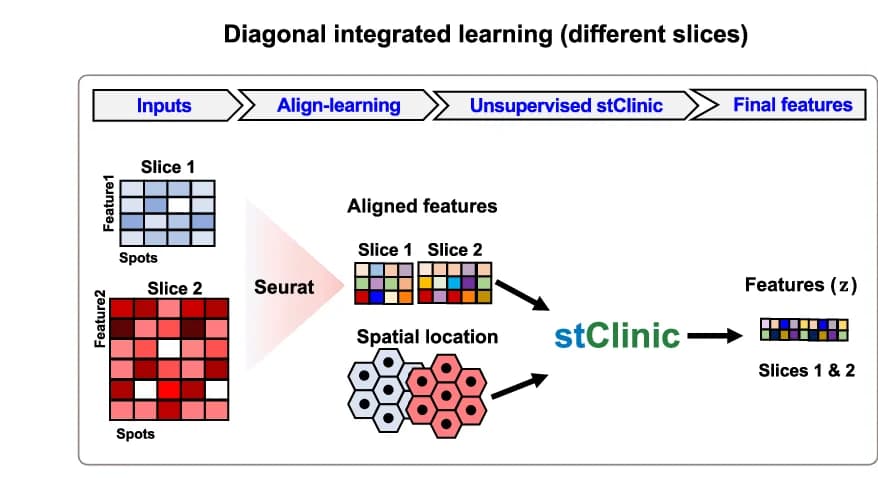 Open access visualization of Workflow, Illustration, Cell-type Distribution, Brain, Connective Tissue