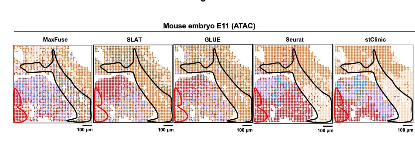 Open access visualization of Scatter Plot, Cell-type Distribution, Mouse Embryo, Spatial ATAC-seq, MaxFuse