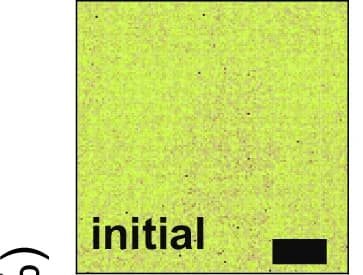 Open access visualization of Heatmap, PFM Phase Images, CIPS, Force Pulses, Polarization