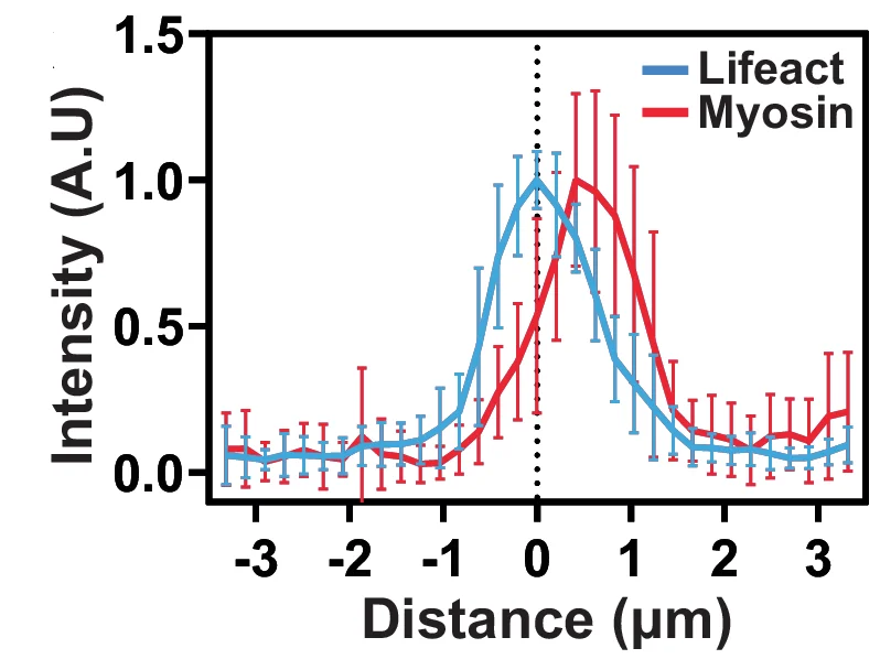 Open access visualization of Line Plot, Error Bars, Localization, Lifeact, Activated Myosin II