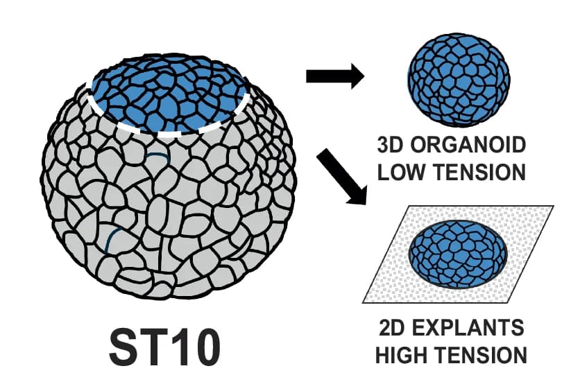 Open access visualization of Workflow, Illustration, 3D Organoids, 2D Explant, Fibronectin