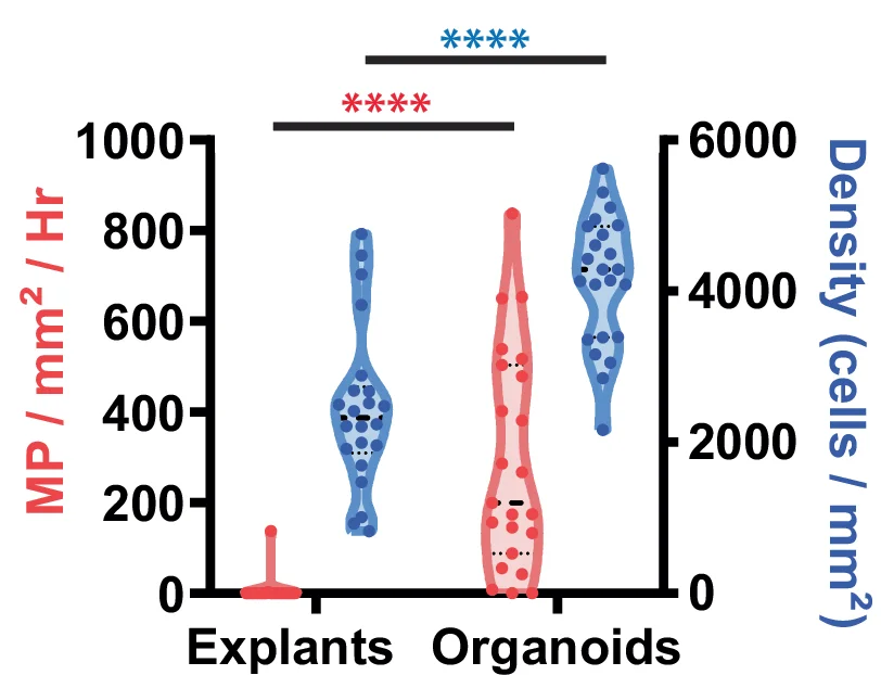 Open access visualization of Violin Plot, Cell Density, Macropinocytosis, 2D Explants, 3D Organoids