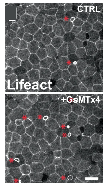 Open access visualization of Microscopy, Actin Ruffles, Epithelium, Lifeact-FP, GsMTx4