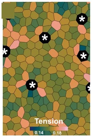Open access visualization of Heatmap, Percentage, Tension, Multiciliated Cells, Simulation
