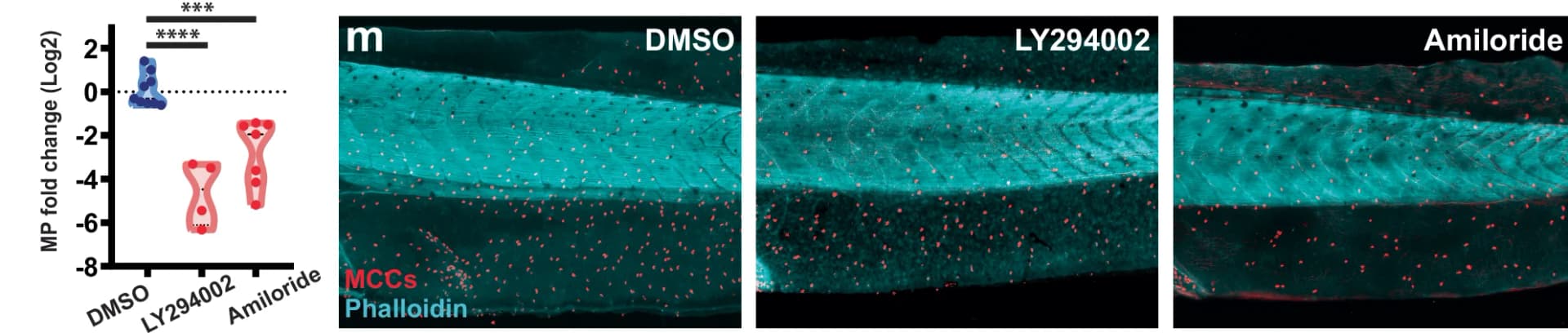 Open access visualization of Violin Plot, Microscopy, Quantification, Macropinocytotic Events, DMSO