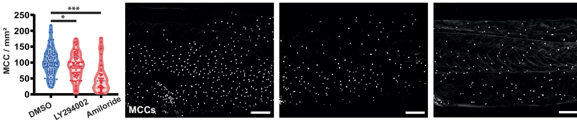 Open access visualization of Violin Plot, Microscopy, Quantification, Multiciliated Cells, DMSO