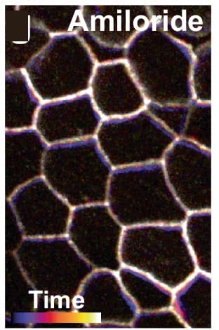 Open access visualization of Microscopy, Tissue Remodeling, Amiloride, Embryo