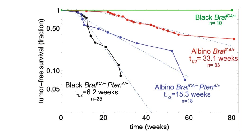 Open access visualization of Line Plot, Survival Curve, Copy Number Variants, Tumors, Gene Bodies