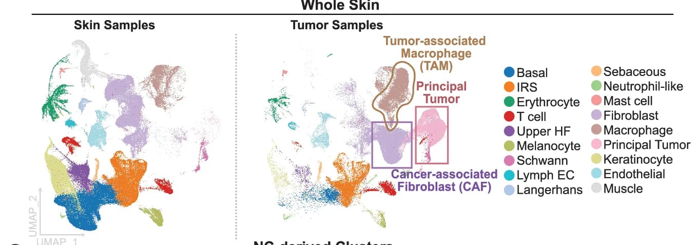 Open access visualization of UMAP, Scatter Plot, Cells, Mice, Skin