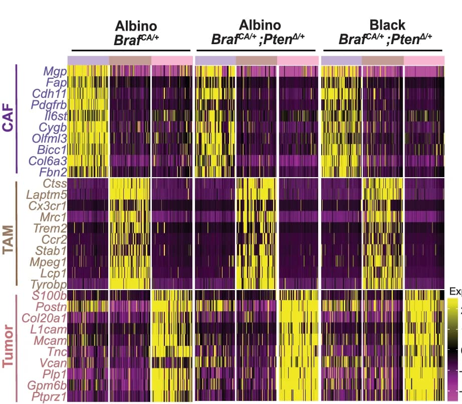 Open access visualization of Heatmap, Gene Expression Profiles, Tumor-enriched Fibroblasts, Macrophages, Tumor Cells