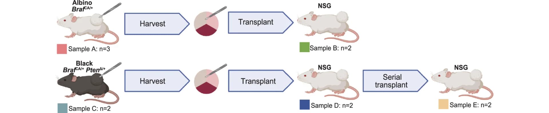 Open access visualization of Workflow, Illustration, Tumor Models, Mouse Models, Transplantation