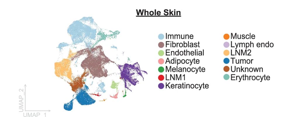 Open access visualization of UMAP, Tumor Cells, Primary Tumors, Transplanted Tumors, Single-Cell RNA-Seq