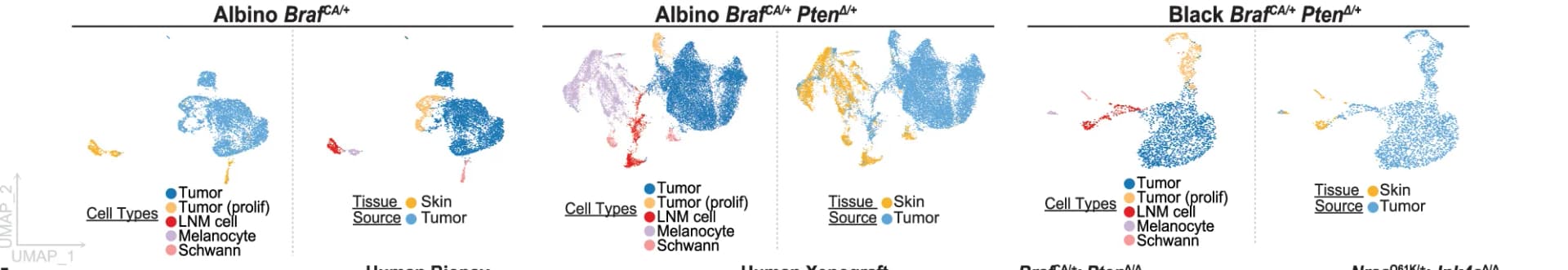 Open access visualization of UMAP, Scatter Plot, NC-derived clusters, Genotypes, Albino Braf CA/+