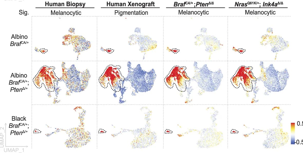 Open access visualization of UMAP, Scatter Plot, Melanocytes, Cell Types