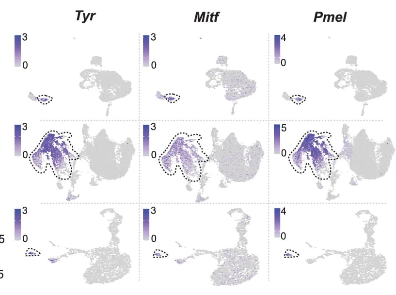 Open access visualization of Scatter Plot, UMAP, Pigmentation Genes, Tumor Datasets, Epithelial-Mesenchymal Transitions