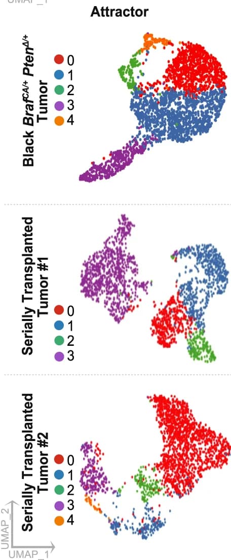 Open access visualization of Scatter Plot, UMAP, Attractors, Stable States, MuTrans