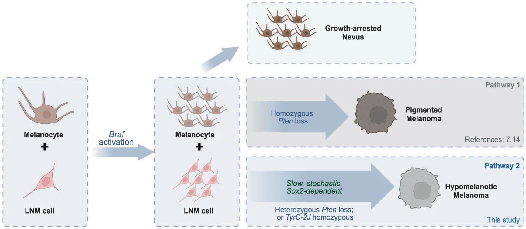 Open access visualization of Workflow, Flowchart, Illustration, Melanocytes, LNM Cells