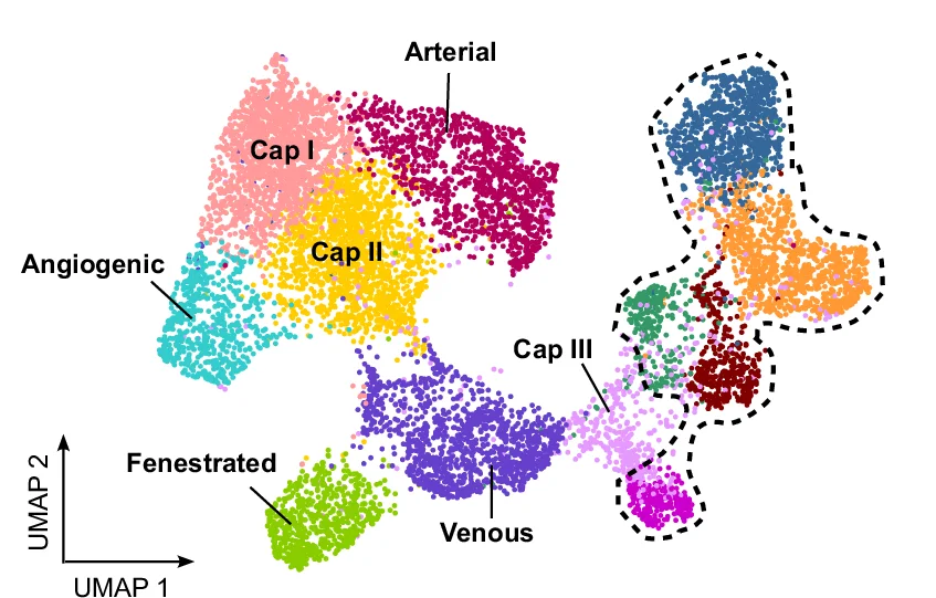 Open access visualization of Scatter Plot, UMAP, UMAP Clustering, Cells, sWAT